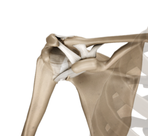 Acromioclavicular Joint