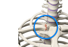 Sternoclavicular joint